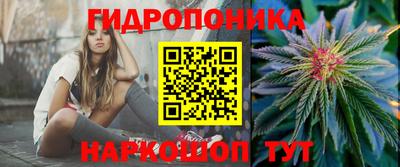 крисы Кингисепп